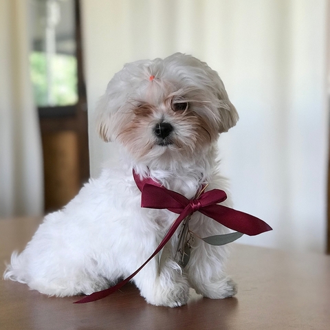 Бохо в Выездная регистрация, Ресторан / Банкетный зал от Студия Событий BuketPortret 7