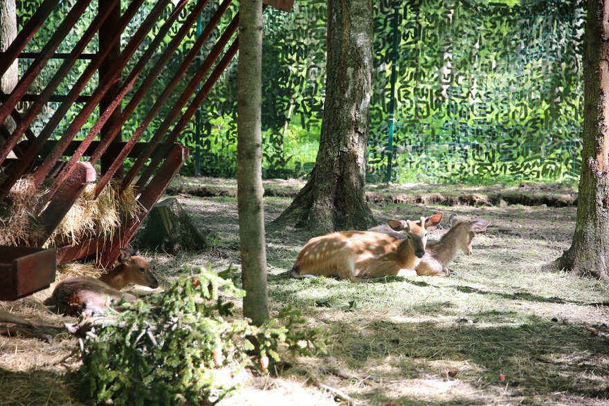 Активности Ресторан Гвардеец 4