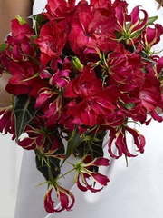 Раскидистый / Растрёпыш, Каскадный name от VIP-букет - Позитивная Флористика 1