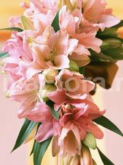 Монобукет из одного вида цветов, Каскадный name от Цветочный магазин Дива Флора 1