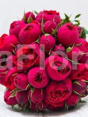 Классический круглый, Монобукет из одного вида цветов name от Цветочный магазин Дива Флора 1