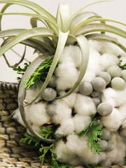 Классический круглый, Необычный, Раскидистый / Растрёпыш name от Мастерская флористики и декора Fun-Fun Тюльпан 2